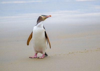 Full Day Guided Tour of Dunedin & The Otago Peninsula